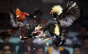 Bí Quyết Chinh Phục Đá Gà WS168 Tại Win88 Để Thắng Lớn Dễ Dàng