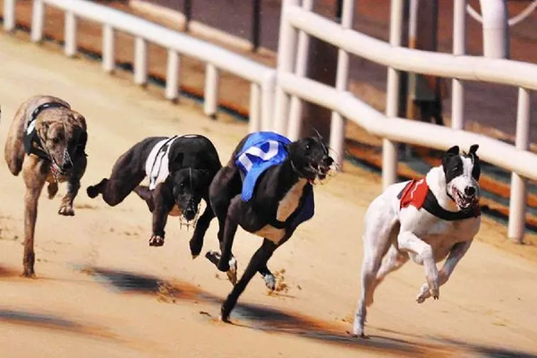 Hướng Dẫn Chơi Game Nhanh Đua Chó Tại Win88 Để Thắng Lớn Dễ Dàng 2 Hướng Dẫn Chơi Game Nhanh Đua Chó Tại Win88 Để Thắng Lớn Dễ Dàng