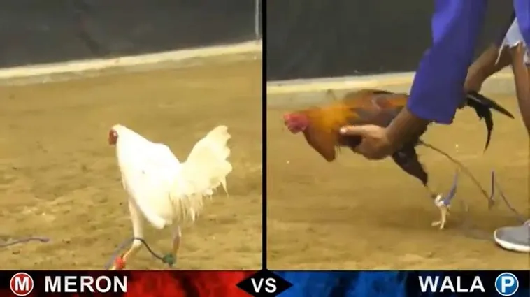 Đá Gà Win88: Bí Quyết Thắng Lớn Tại Sân Chơi Hấp Dẫn Nhất